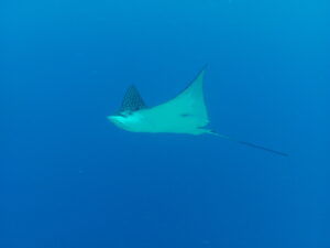 Dive with Roberta_s Scuba Shack Cozumel - Spotted Eagle Ray 2