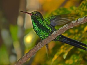 Dive with Roberta_s Scuba Shack Cozumel - Emerald Hummingbird