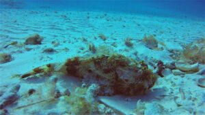 Dive with Roberta_s Scuba Shack Cozumel- Scorpionfish 4