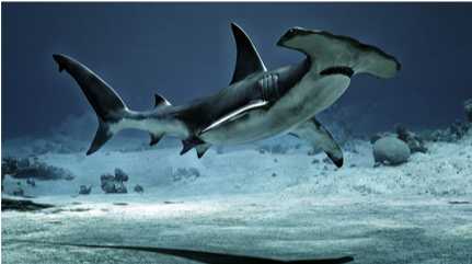 hammerhead shark wallpaper hd