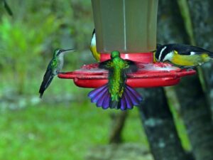 Dive with Roberta_s Scuba Shack Cozumel - Green Breasted Hummingbird